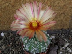 Astrophytum  capricorne X red červený květ, akabana, pot 5,5 cm - 12406464