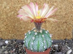 Astrophytum  capricorne X red červený květ, akabana, pot 5,5 cm - 12406465