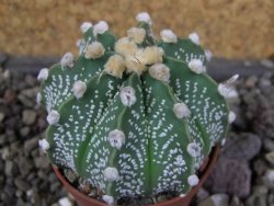 Astrophytum  capricorne X red červený květ, akabana, pot 5,5 cm - 12406466