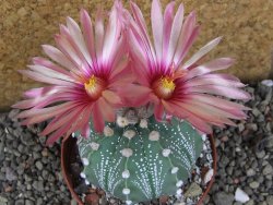 Astrophytum  capricorne X red červený květ, akabana XL pot 8 cm - 12406474