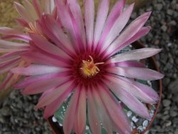 Astrophytum  capricorne X red červený květ, akabana XL pot 8 cm - 12406475