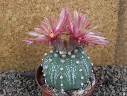 Astrophytum  capricorne X red červený květ, akabana XL pot 8 cm - 12406476
