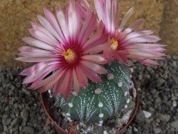 Astrophytum  capricorne X red červený květ, akabana XL pot 8 cm - 12406477