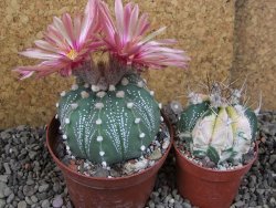 Astrophytum  capricorne X red červený květ, akabana XL pot 8 cm - 12406478