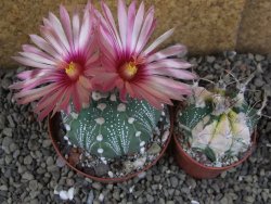 Astrophytum  capricorne X red červený květ, akabana XL pot 8 cm - 12406479