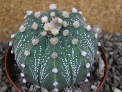Astrophytum  capricorne X red červený květ, akabana XL pot 8 cm - 12406480