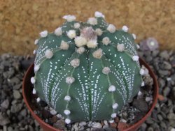Astrophytum  capricorne X red červený květ, akabana XL pot 8 cm - 12406481