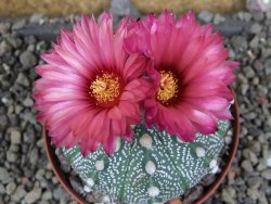 Astrophytum  capricorne X red červený květ, akabana XL pot 8 cm DUPLIKÁT - 12406483