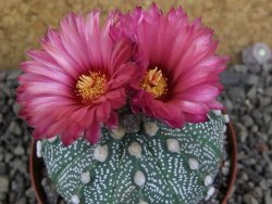 Astrophytum  capricorne X red červený květ, akabana XL pot 8 cm DUPLIKÁT - 12406484