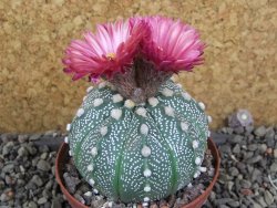 Astrophytum  capricorne X red červený květ, akabana XL pot 8 cm DUPLIKÁT - 12406485