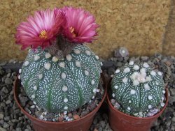 Astrophytum  capricorne X red červený květ, akabana XL pot 8 cm DUPLIKÁT - 12406486