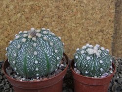 Astrophytum  capricorne X red červený květ, akabana XL pot 8 cm DUPLIKÁT - 12406487