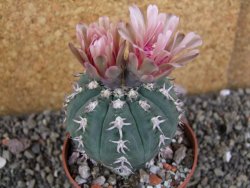 Gymnocalycium spegazzinii unguispinum SL 44b, pot 8,5 cm - 12406499