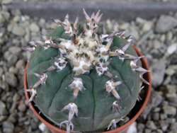 Gymnocalycium spegazzinii unguispinum SL 44b, pot 5,5 cm - 12406509