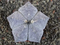 Astrophytum Onzuko, pot 5,5 cm - 12406529