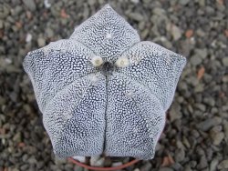 Astrophytum Onzuko, pot 5,5 cm - 12406530