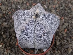 Astrophytum Onzuko, pot 5,5 cm - 12406531