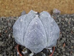 Astrophytum Onzuko, pot 5,5 cm - 12406532