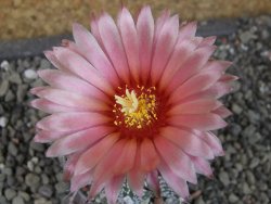 Astrophytum niveum X red flower oibo akabana, pot 5,5 cm - 12406555