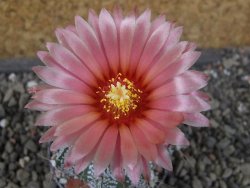 Astrophytum niveum X red flower oibo akabana, pot 5,5 cm - 12406556