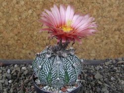Astrophytum niveum X red flower oibo akabana, pot 5,5 cm - 12406557