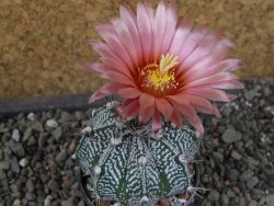 Astrophytum niveum X red flower oibo akabana, pot 5,5 cm - 12406558