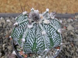 Astrophytum niveum X red flower oibo akabana, pot 5,5 cm - 12406559