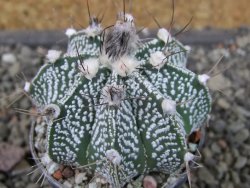 Astrophytum niveum X red flower oibo akabana, pot 5,5 cm - 12406560