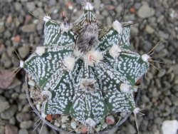 Astrophytum niveum X red flower oibo akabana, pot 5,5 cm - 12406561