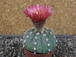 Astrophytum asterias X red flower oibo akabana, pot 5,5 cm - 12406564