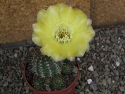 Lobivia sp. žlutý květ, pot 6,5 cm - 12407141
