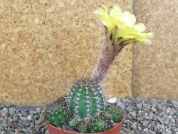 Lobivia sp. žlutý květ, pot 6,5 cm - 12407142