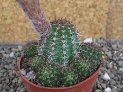 Lobivia sp. žlutý květ, pot 6,5 cm - 12407143
