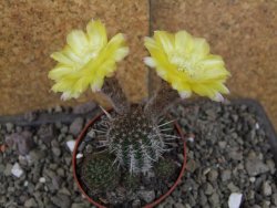 Lobivia sp. žlutý květ, pot 5,5 cm - 12406568