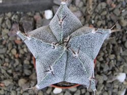 Astrophytum Dinosaur X Onzuko 5,5 cm - 12406574