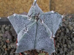 Astrophytum Dinosaur X Onzuko 5,5 cm - 12406575