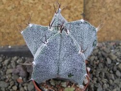Astrophytum Dinosaur X Onzuko 5,5 cm - 12406576