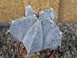 Astrophytum Dinosaur X Onzuko 5,5 cm