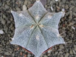 Astrophytum Dinosaur X Onzuko 5,5 cm - 12406579