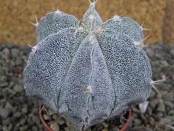 Astrophytum Dinosaur X Onzuko 5,5 cm - 12406580