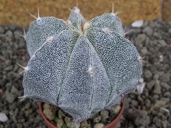 Astrophytum Dinosaur X Onzuko 5,5 cm - 12406581