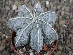 Astrophytum Dinosaur X Onzuko 5,5 cm - 12406582