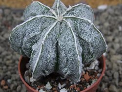 Astrophytum Dinosaur X Onzuko 5,5 cm - 12406584