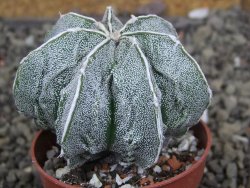 Astrophytum Dinosaur X Onzuko 5,5 cm - 12406585