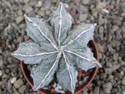 Astrophytum Dinosaur X Onzuko 5,5 cm - 12406586