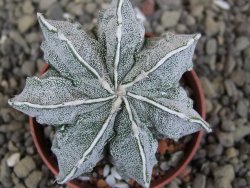 Astrophytum Dinosaur X Onzuko 5,5 cm - 12406587