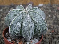 Astrophytum Dinosaur X Onzuko 5,5 cm - 12406589