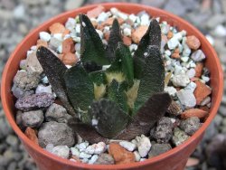 Ariocarpus scapharostrus Rayones, pot 5,5 cm - 12406590