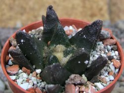 Ariocarpus scapharostrus Rayones, pot 5,5 cm - 12406604