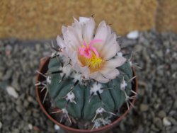 Echinocactus horizonthalonius subikii Ejido Soledad, pot 6,5 cm - 12406605